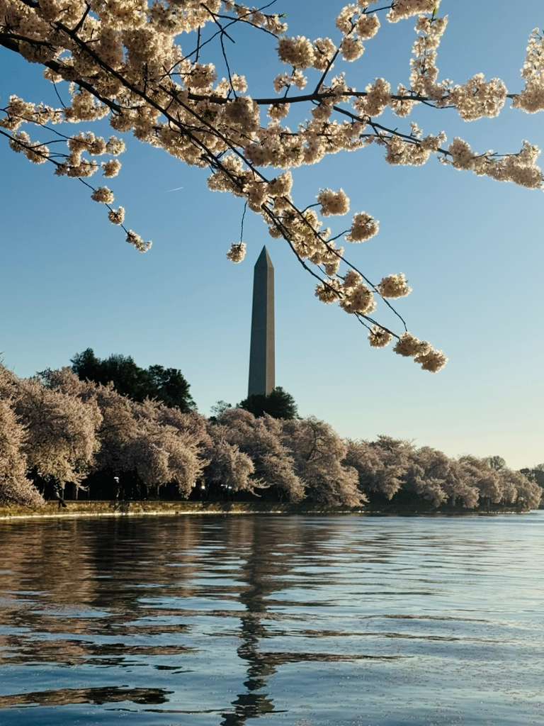 Monument with cherry blossom trees.